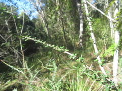 Phyllanthus microcladus