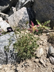 Aquilegia pubescens