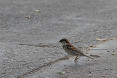 Passer domesticus