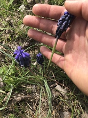 Muscari neglectum
