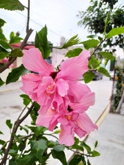Hibiscus