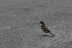 Passer domesticus