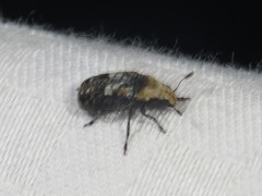 Euparius paganus