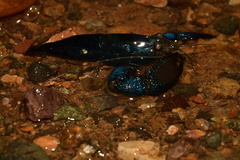 Macrobrachium hancocki