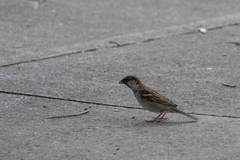 Passer domesticus