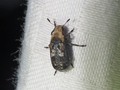 Euparius paganus