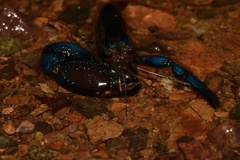 Macrobrachium hancocki