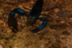 Macrobrachium hancocki