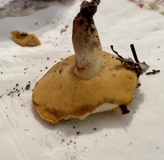 Suillus occidentalis