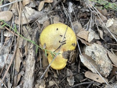 Suillus occidentalis