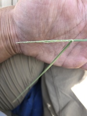 Sporobolus contractus