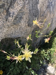 Aquilegia pubescens