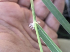 Sporobolus contractus