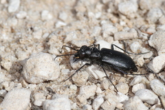 Cicindela nebraskana