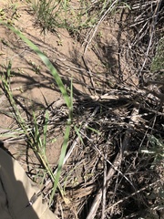 Sporobolus contractus