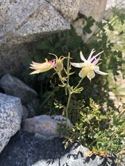 Aquilegia pubescens