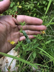 Hypericum ellipticum