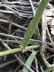 Sporobolus contractus