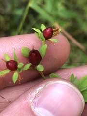 Hypericum ellipticum