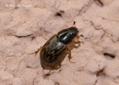 Aphodius