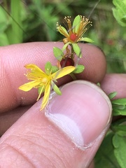 Hypericum ellipticum