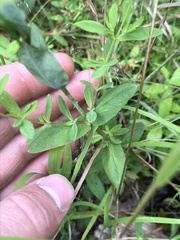 Hypericum ellipticum