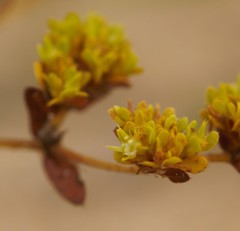 Paronychia herniarioides