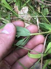 Hypericum ellipticum