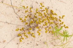 Paronychia herniarioides