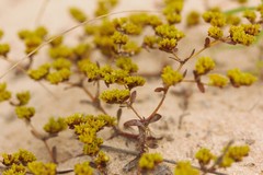 Paronychia herniarioides