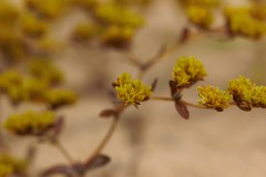 Paronychia herniarioides