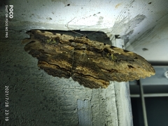 Anisoneura aluco