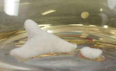 Penicillium