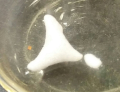 Penicillium