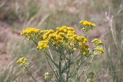 Hymenopappus flavescens