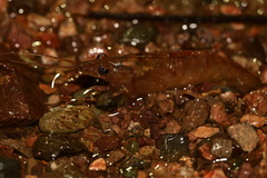 Macrobrachium americanum