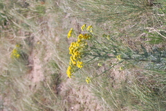 Hymenopappus flavescens