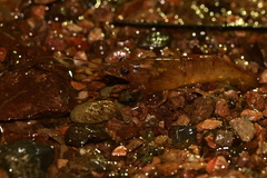 Macrobrachium americanum