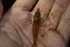 Macrobrachium americanum