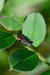 Cantharis praecox