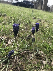Muscari neglectum