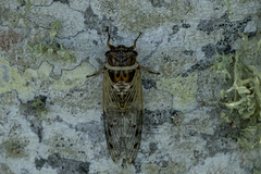 Diceroprocta marevagans