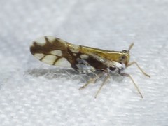 Liburniella ornata
