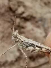 Diraneura bivenosa