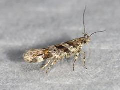 Aristotelia pudibundella