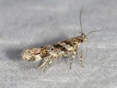 Aristotelia pudibundella