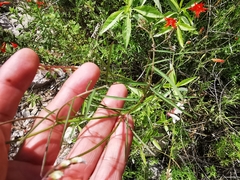 Vicia pulchella