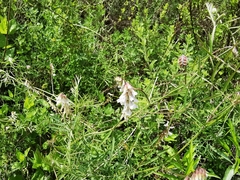 Vicia pulchella