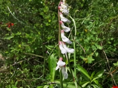 Vicia pulchella