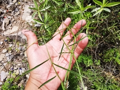Vicia pulchella